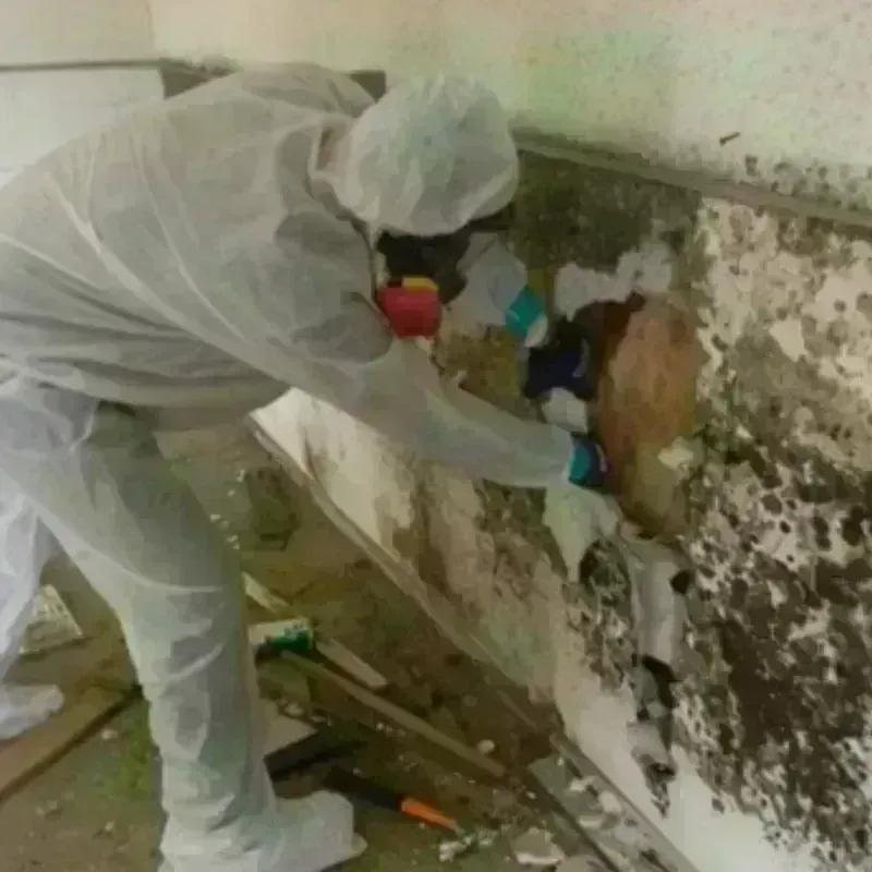 Mold Remediation and Removal in Tombstone, AZ